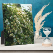 Flittersaugung an einer Wand Fotoplatte (Seite)