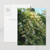 Flittersaugung an einer Wand Postkarte (Vorne/Hinten)
