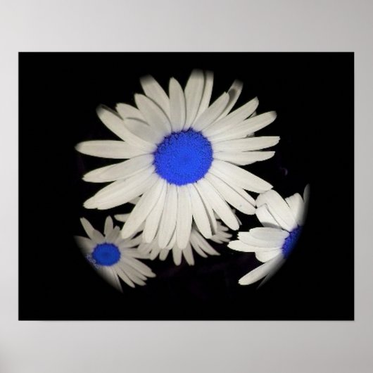 Floating Daisies Poster (Vorne)