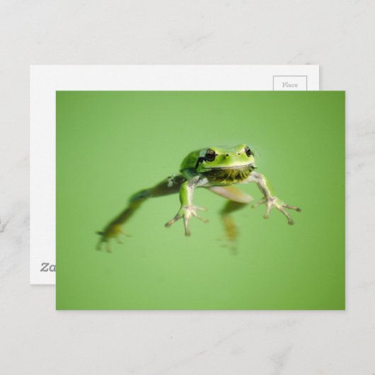 Floating frog in transparent and calm water . postkarte (Vorne/Hinten)