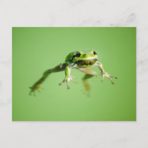 Floating frog in transparent and calm water . postkarte