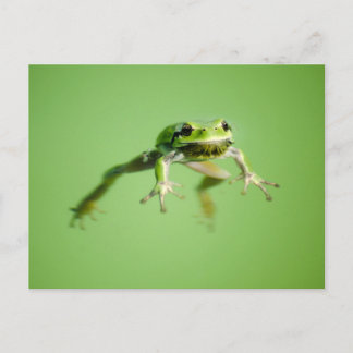 Floating frog in transparent and calm water . postkarte