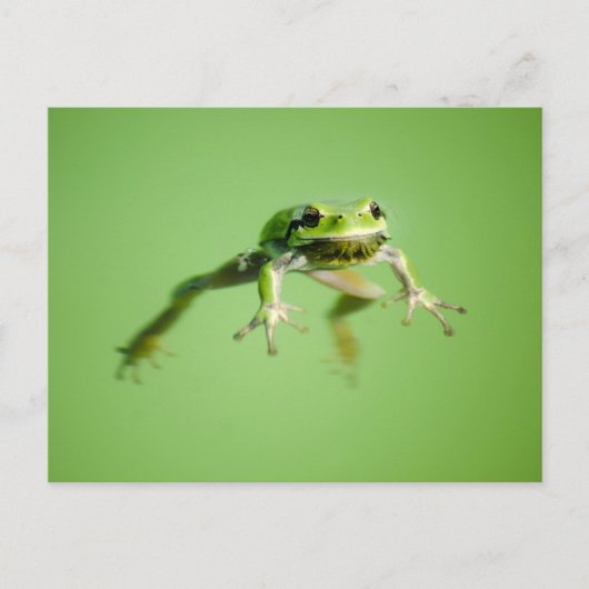 Floating frog in transparent and calm water . postkarte (Vorderseite)