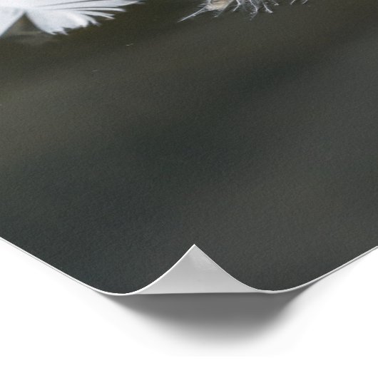 Floating Gänsefeathers Poster (Ecke)