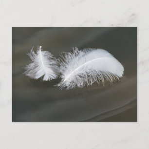 Floating Goose Feathers Postcard Postkarte
