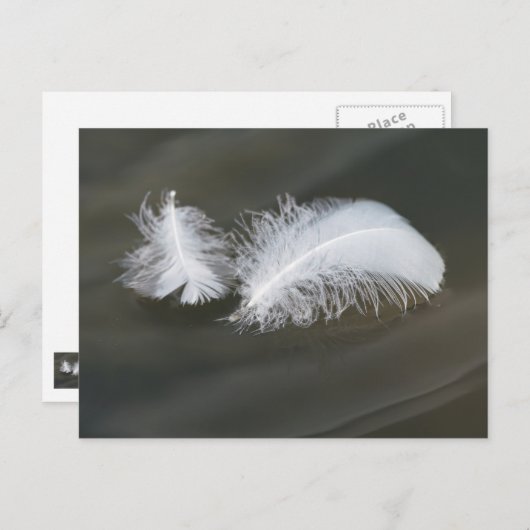 Floating Goose Feathers Postcard Postkarte (Vorne/Hinten)