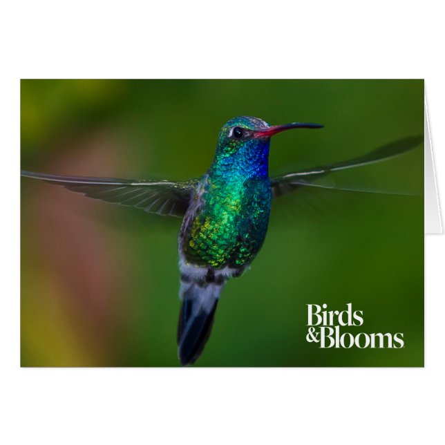 Floating Hummingbird (Vorderseite (Horizontal))