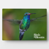 Floating Hummingbird Fotoplatte (Vorderseite)