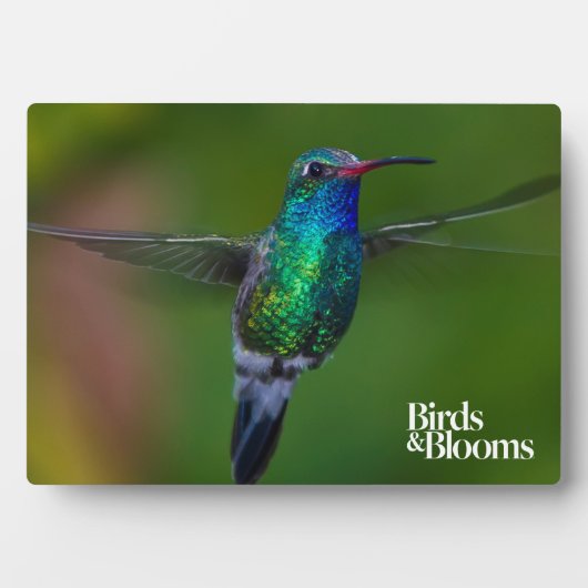 Floating Hummingbird Fotoplatte (Vorderseite)