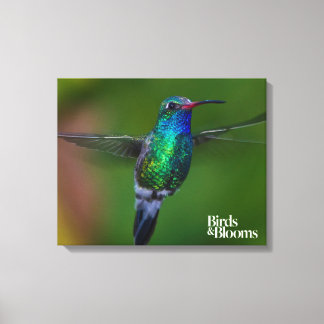 Floating Hummingbird Leinwanddruck