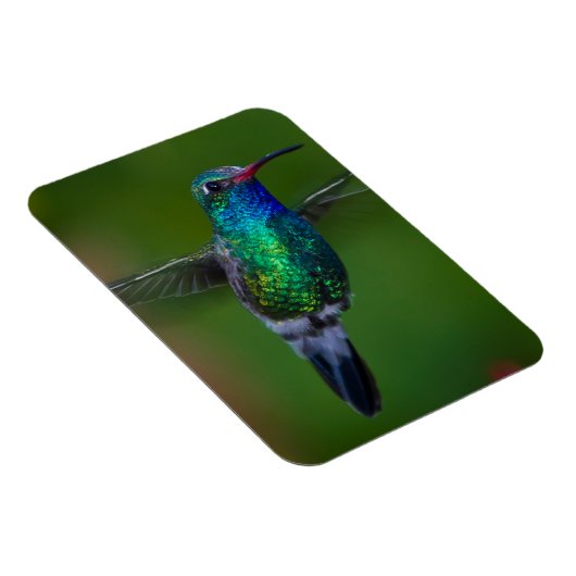 Floating Hummingbird Magnet (Rechte Seite)