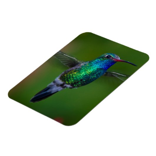 Floating Hummingbird Magnet (Linke Seite)