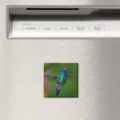 Floating Hummingbird Magnet (In Situ (Geschirrspüler))