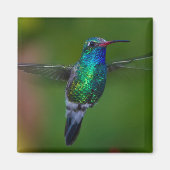 Floating Hummingbird Magnet (Vorne)