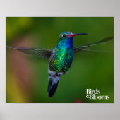 Floating Hummingbird Poster (Vorne)