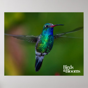 Floating Hummingbird Poster
