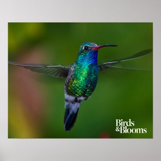 Floating Hummingbird Poster (Vorne)