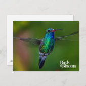 Floating Hummingbird Postkarte (Vorne/Hinten)
