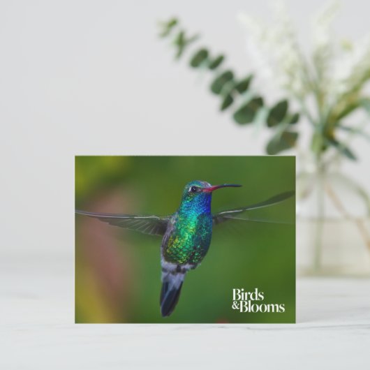 Floating Hummingbird Postkarte (Stehend Vorderseite)