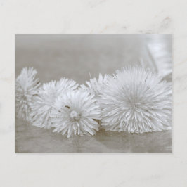 Floating Landelions Black and White Postcard Postkarte