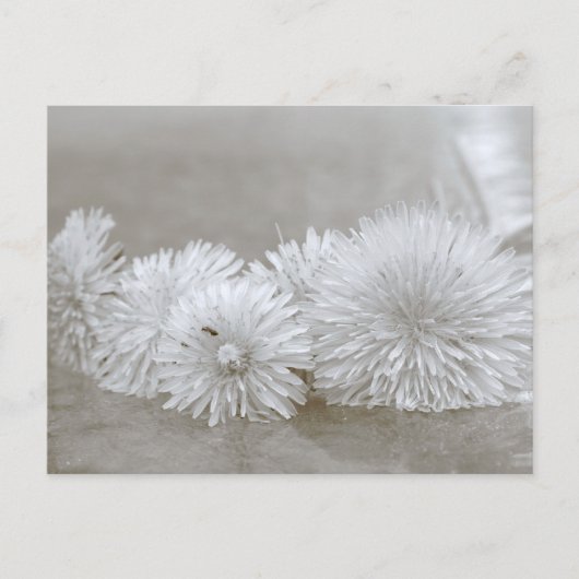 Floating Landelions Black and White Postcard Postkarte (Vorderseite)