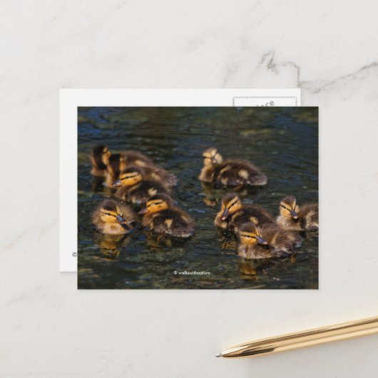 Floating Living Corks: Niedliche Mallard Ducklings Postkarte (Vorderseite/Rückseite Beispiel)