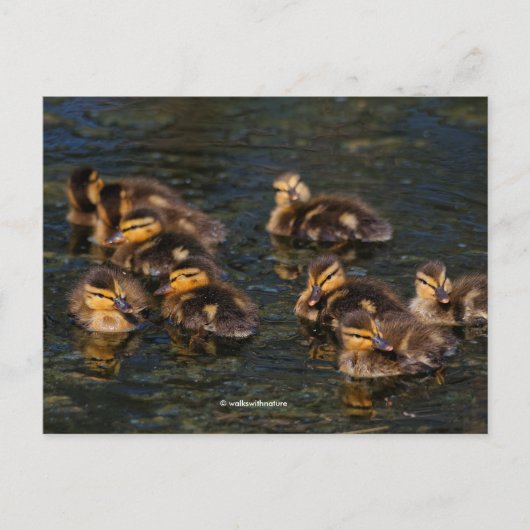 Floating Living Corks: Niedliche Mallard Ducklings Postkarte (Vorderseite)