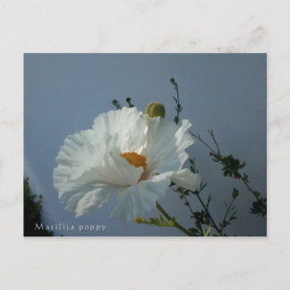 Floating Matilija Poppy Postcard Postkarte