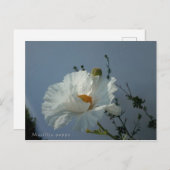 Floating Matilija Poppy Postcard Postkarte (Vorne/Hinten)