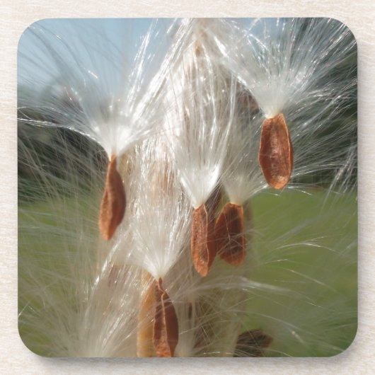 Floating Milkweed Seeds Art Print/Graphic Getränkeuntersetzer (Vorderseite)