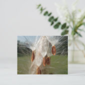 Floating Milkweed Seeds Art Print/Graphic Postkarte (Stehend Vorderseite)