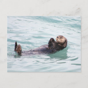 Floating Otter in Alaska Postkarte