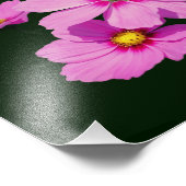 Floating Pink Cosmos Blume 8x10 Fotodruck (Ecke)