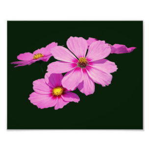 Floating Pink Cosmos Blume 8x10 Fotodruck