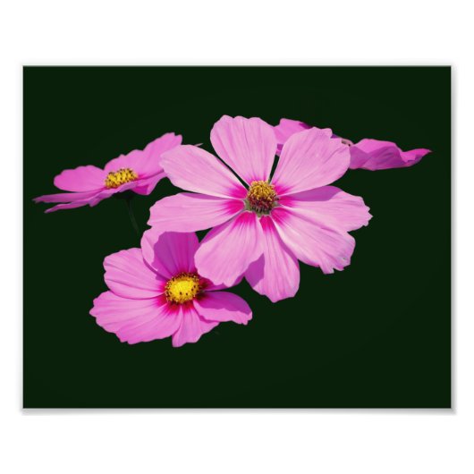 Floating Pink Cosmos Blume 8x10 Fotodruck (Vorne)