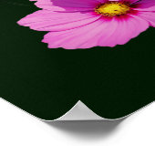 Floating Pink Cosmos Blume Poster (Ecke)