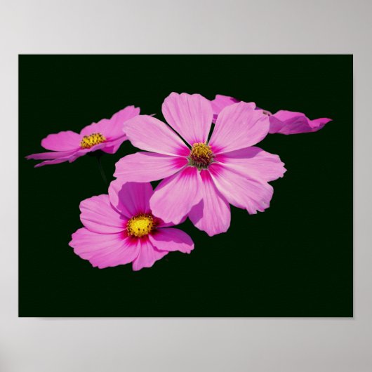 Floating Pink Cosmos Blume Poster (Vorne)