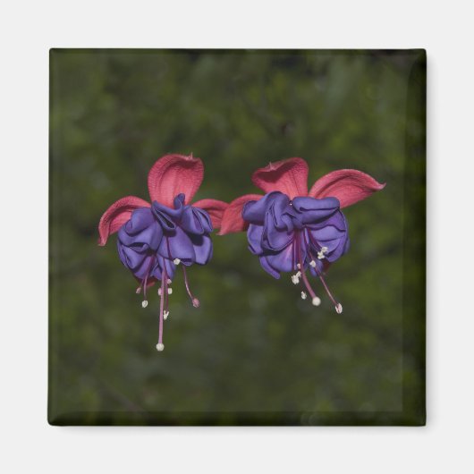 Floating Ribbons Magnet (Vorne)