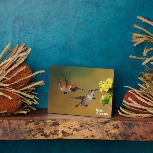 Floating Rufous Hummingbird Fotoplatte (Seite)