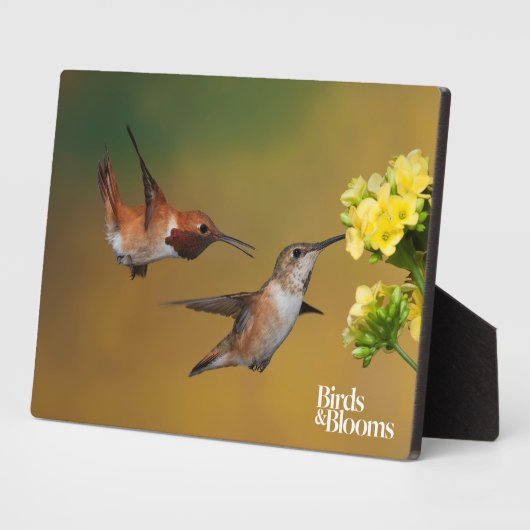 Floating Rufous Hummingbird Fotoplatte (Seite)