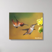 Floating Rufous Hummingbird Leinwanddruck (Vorderseite)