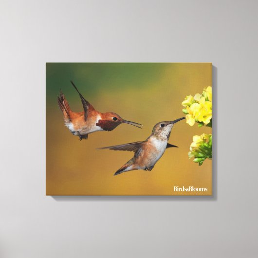 Floating Rufous Hummingbird Leinwanddruck (Vorderseite)