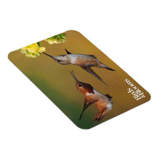 Floating Rufous Hummingbird Magnet (Rechte Seite)