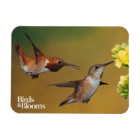 Floating Rufous Hummingbird