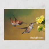 Floating Rufous Hummingbird Postkarte (Vorderseite)