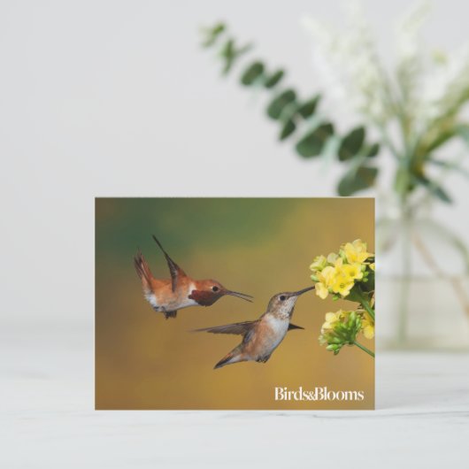 Floating Rufous Hummingbird Postkarte (Stehend Vorderseite)