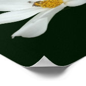 Floating White Cosmos Blume und Bienen Poster (Ecke)