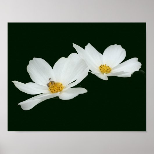 Floating White Cosmos Blume und Bienen Poster (Vorne)