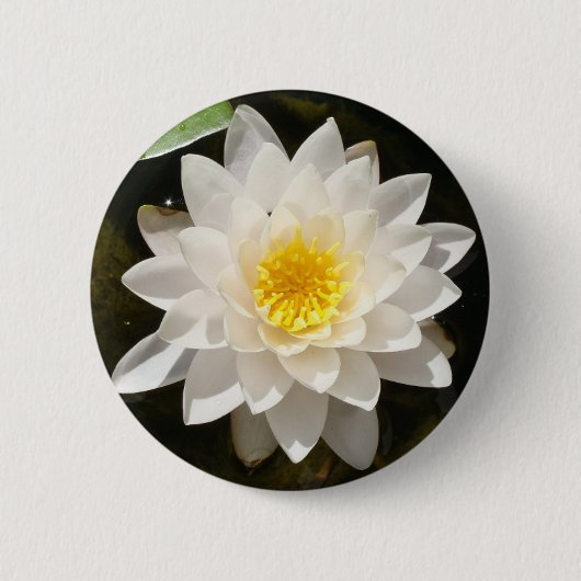 Floating White Wasserlilie Lotus Button (Vorderseite)