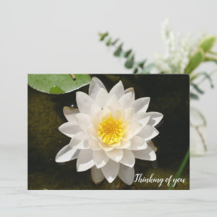 Floating White Wasserlilie Lotus Einladung